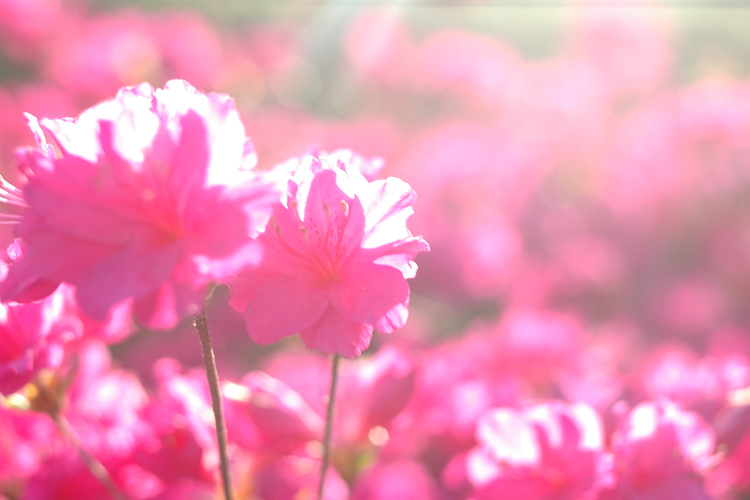 pic-No.10